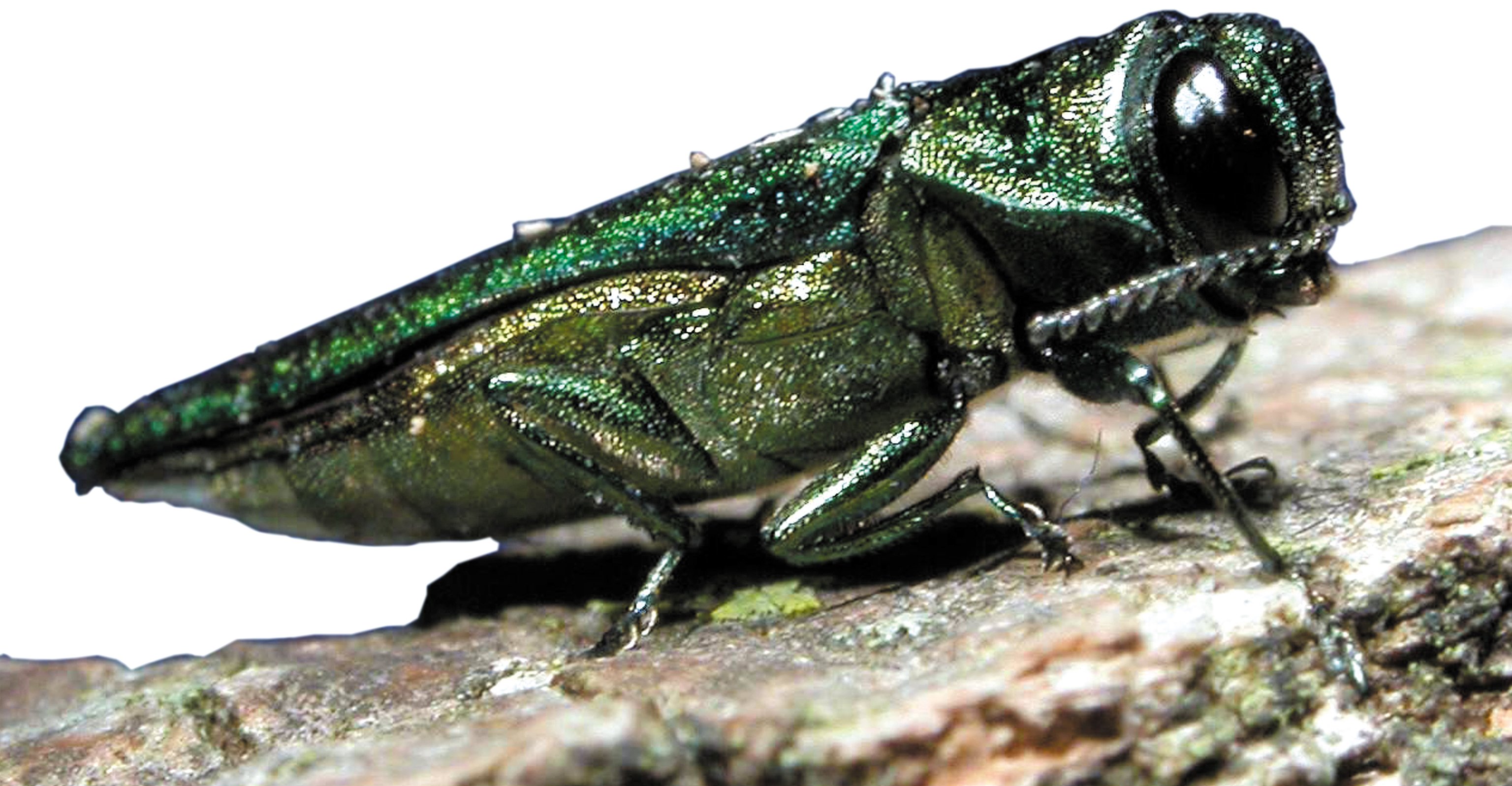 Emerald Ash Borer image from CFIA