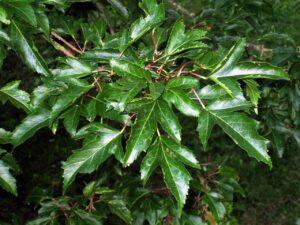 amur-maple