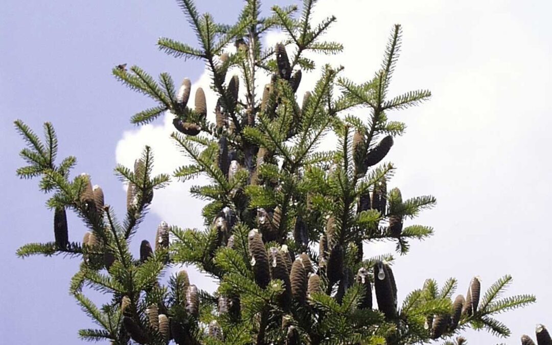Balsam Fir