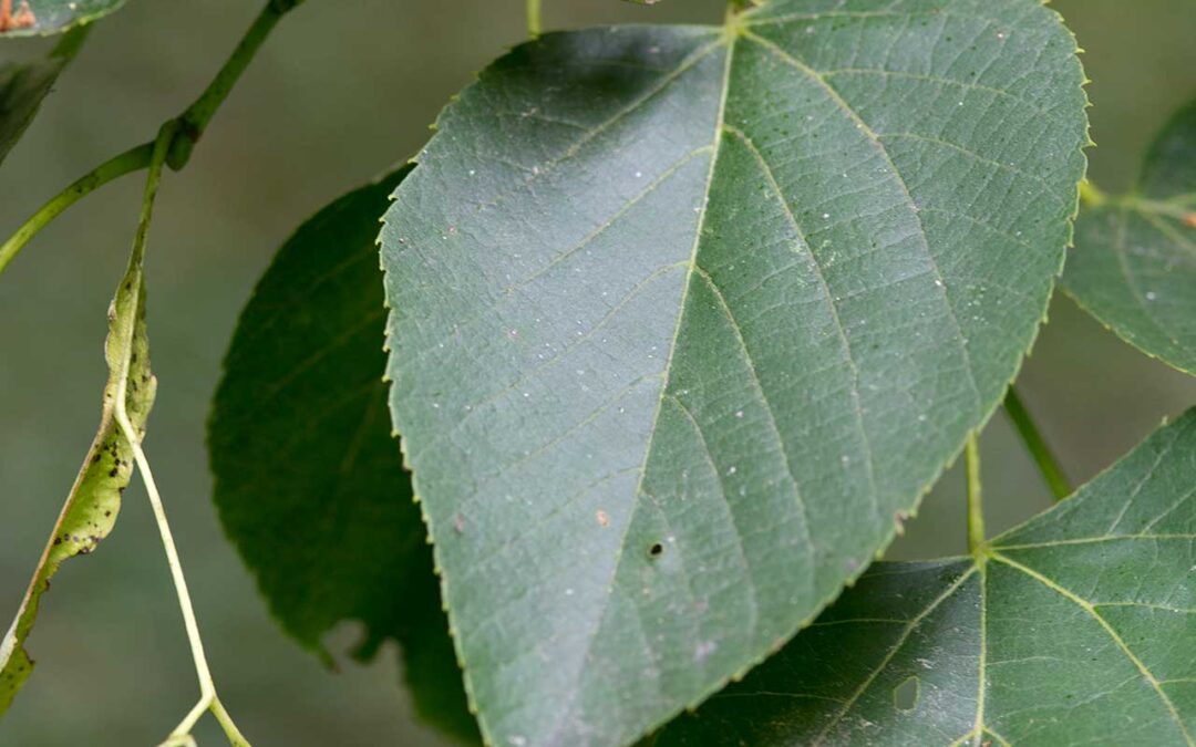 Basswood