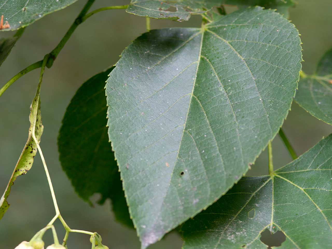 basswood basswood