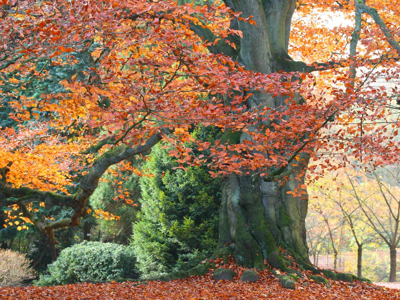 beech beech