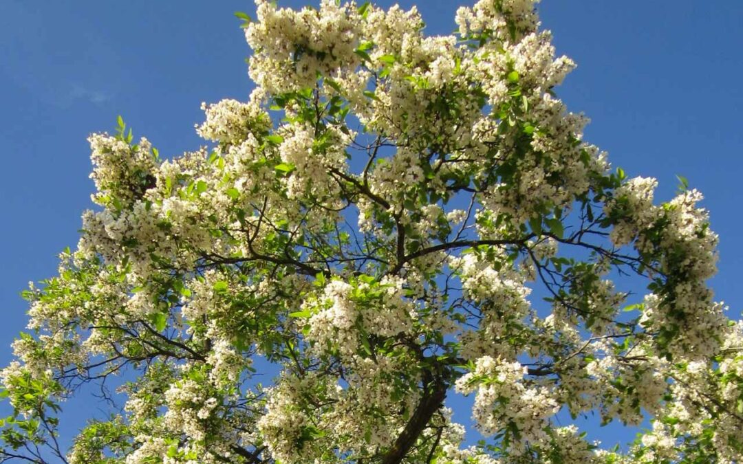 Black Locust