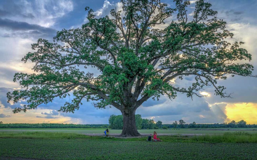 Bur Oak