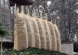 Protect your trees with burlap wraps