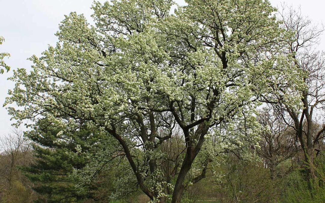 Callery Pear