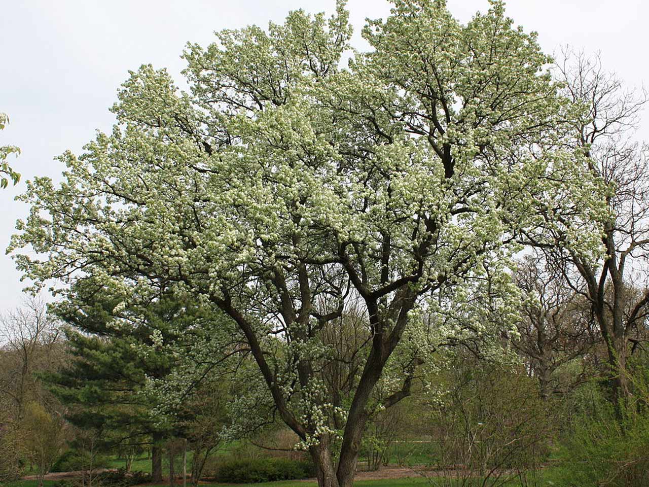 callery-pear callery-pear