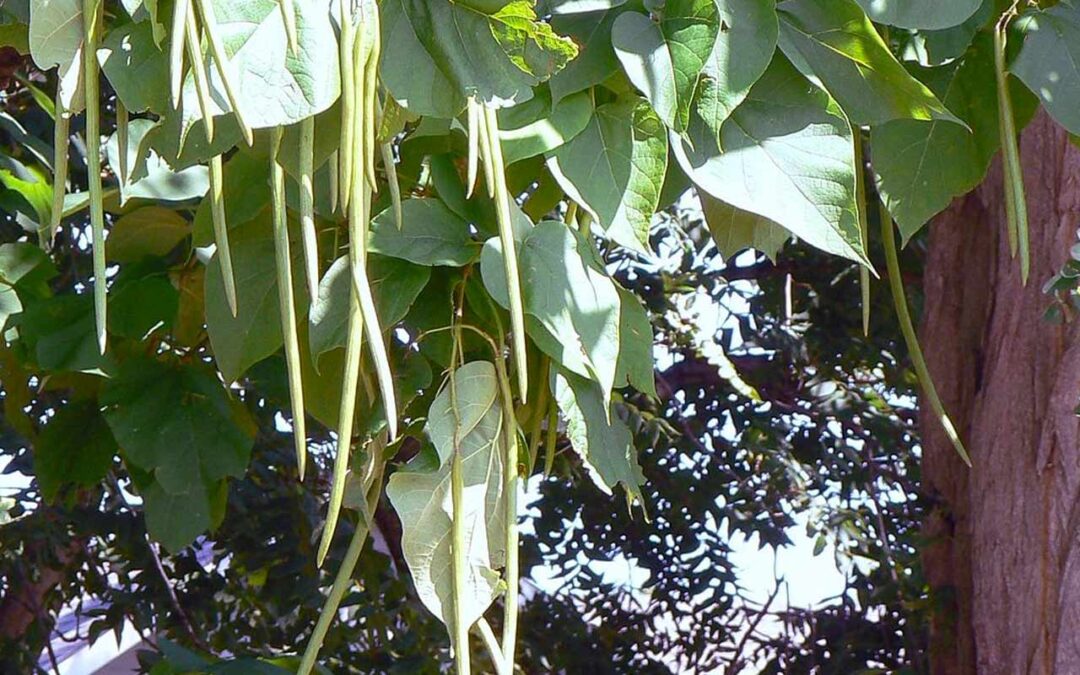 Catalpa