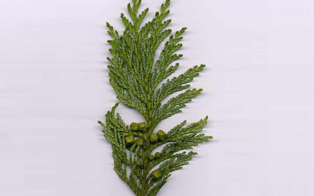 Cypress