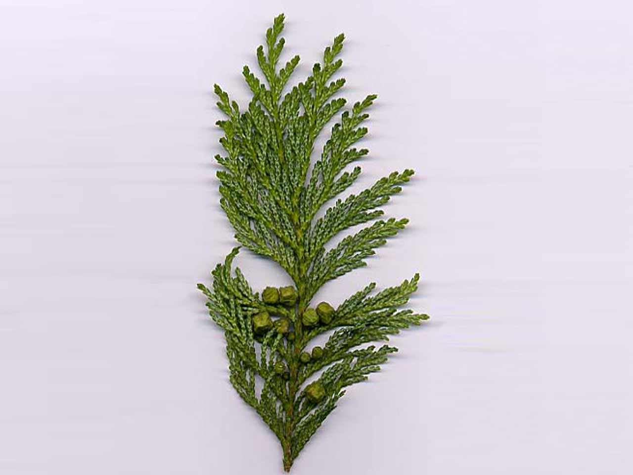 cypress cypress