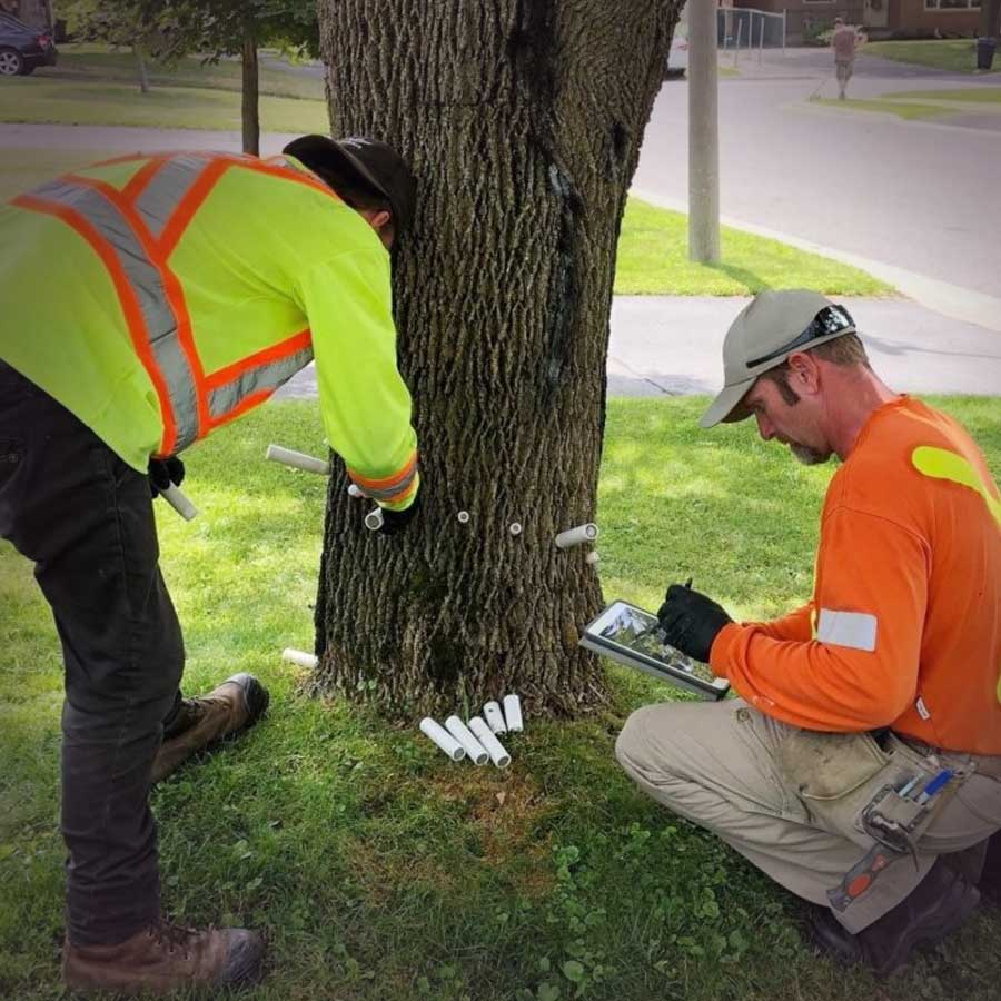 Emerald Ash Borer Treatment