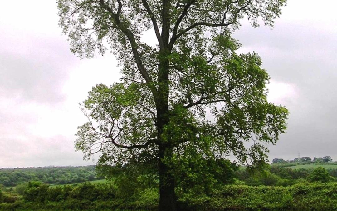 Elm