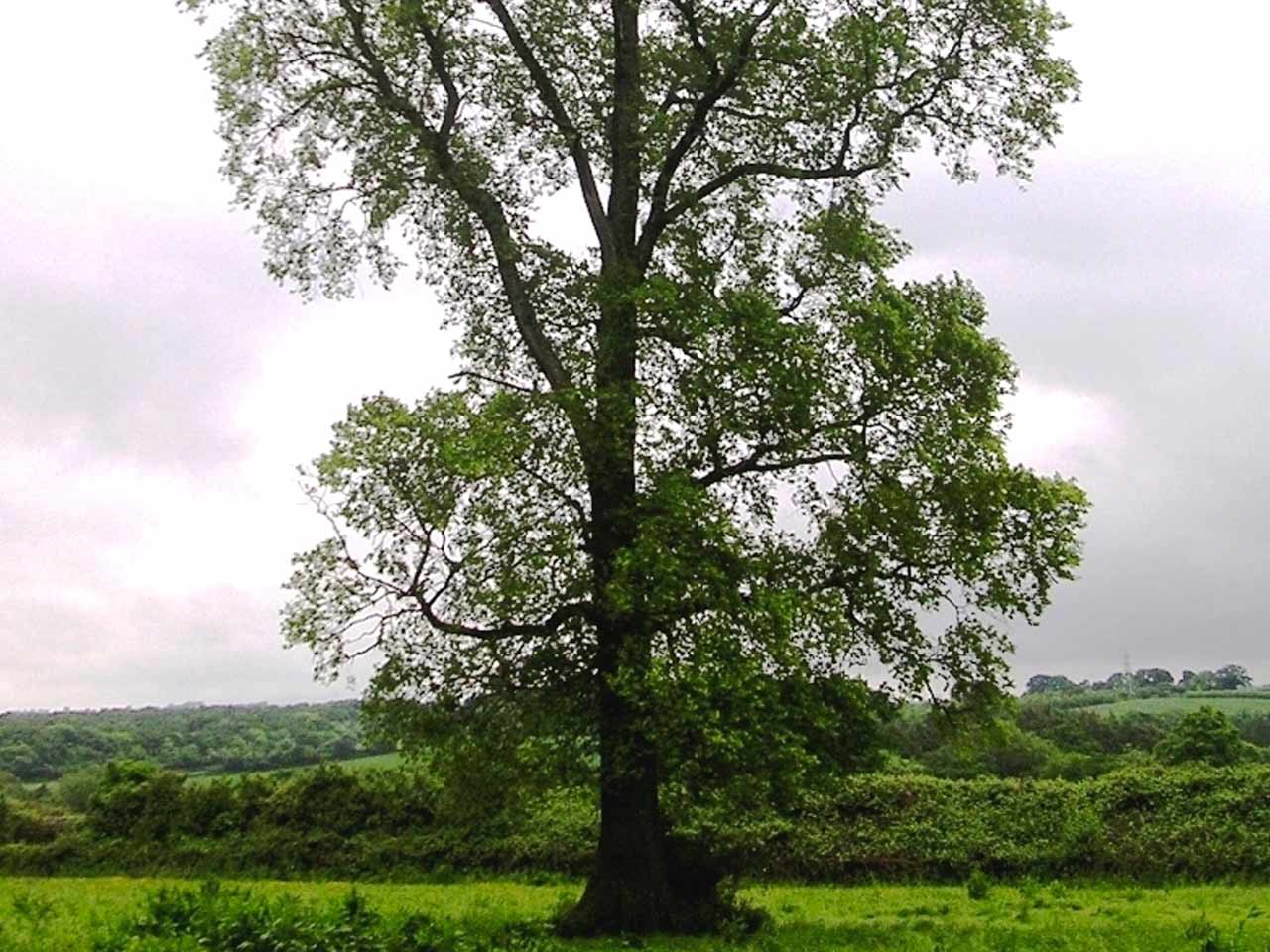 elm