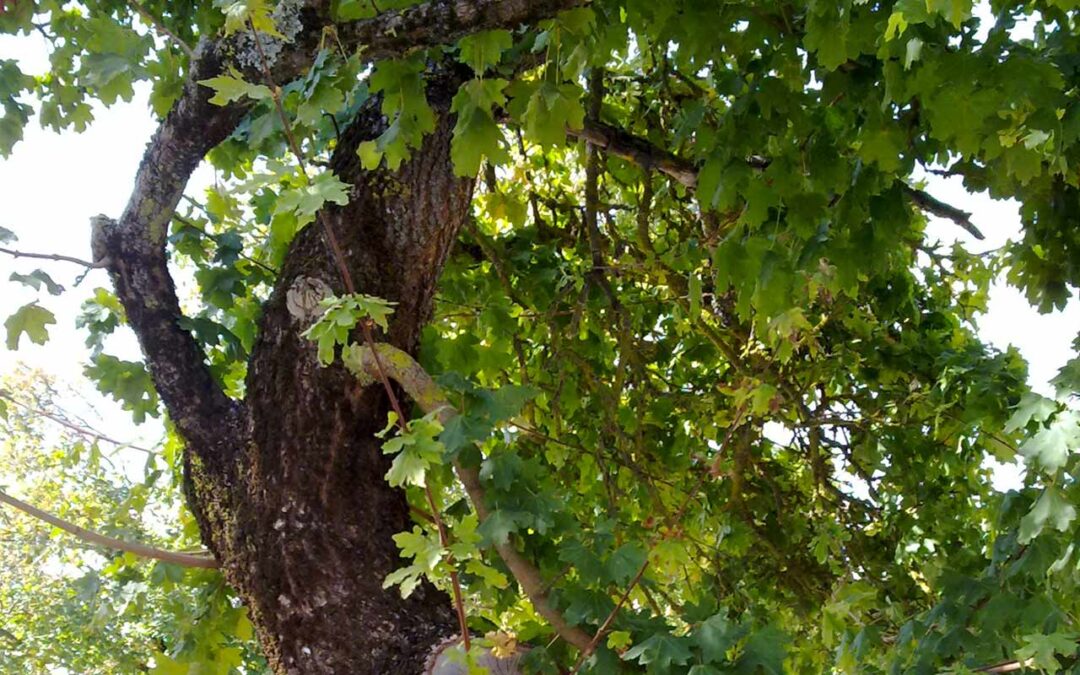 Field Maple