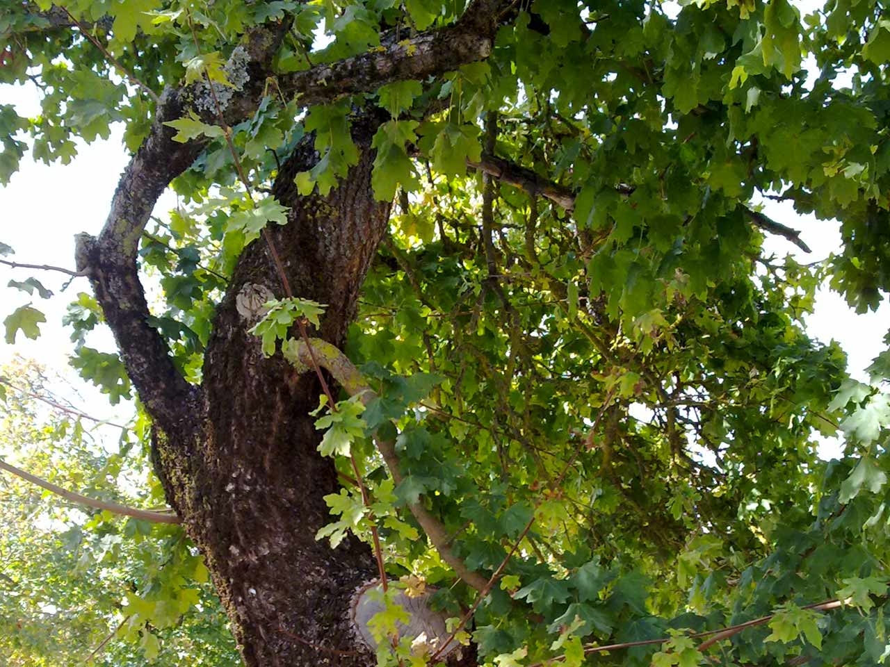 field-maple field-maple