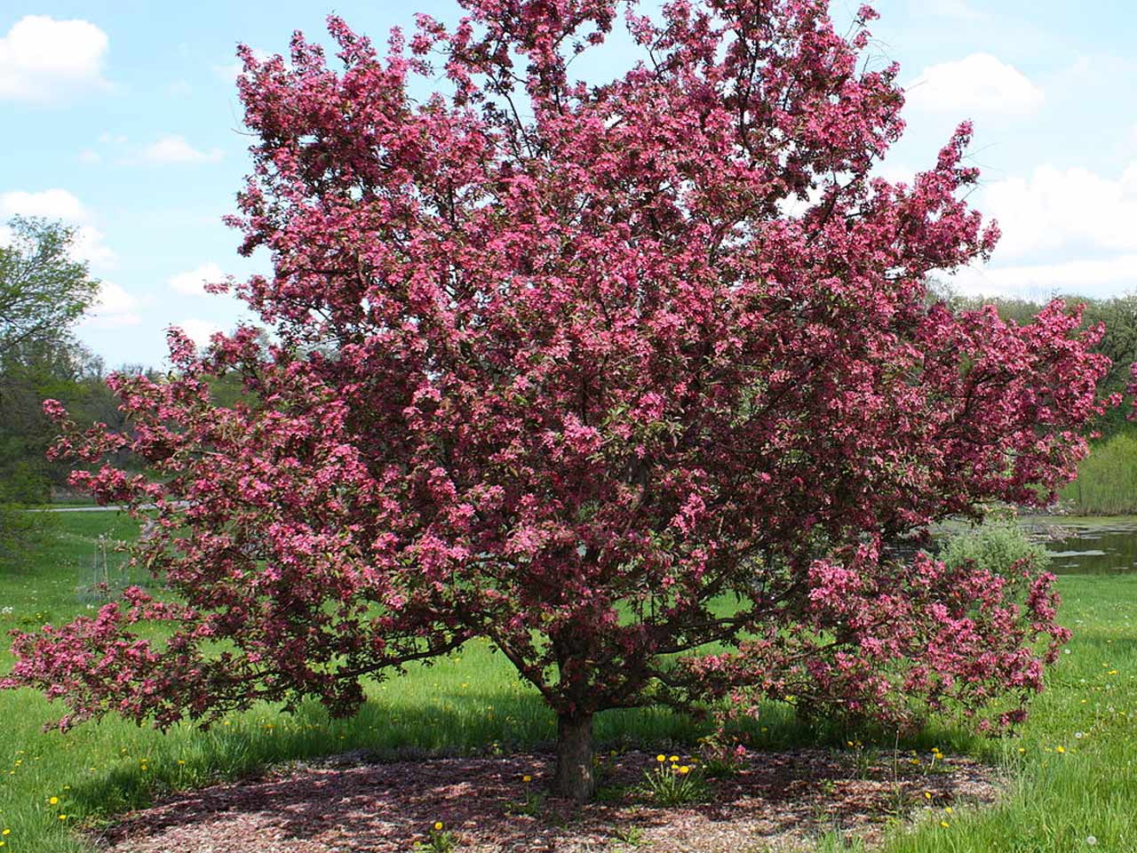 flowering-crabapple flowering-crabapple