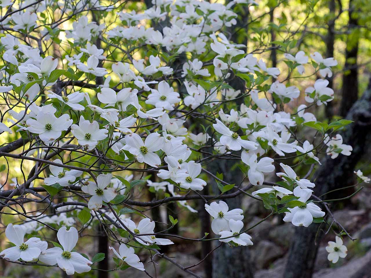 flowering-dogwood