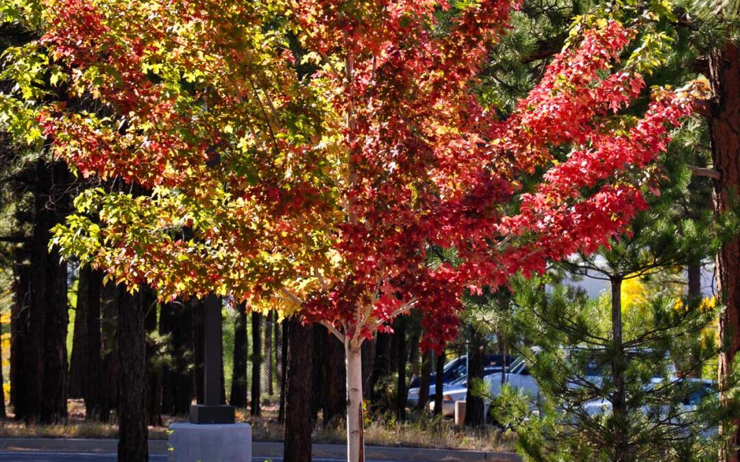 Freeman Maple