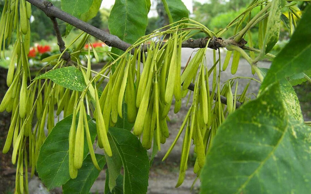Green Ash