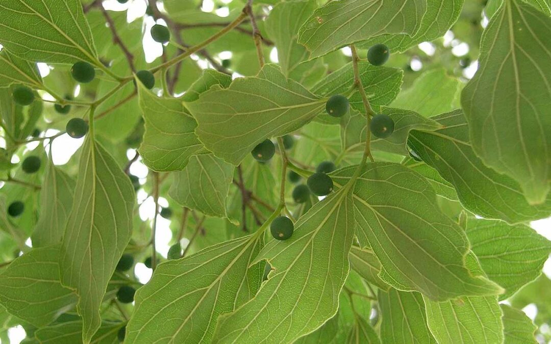 Hackberry