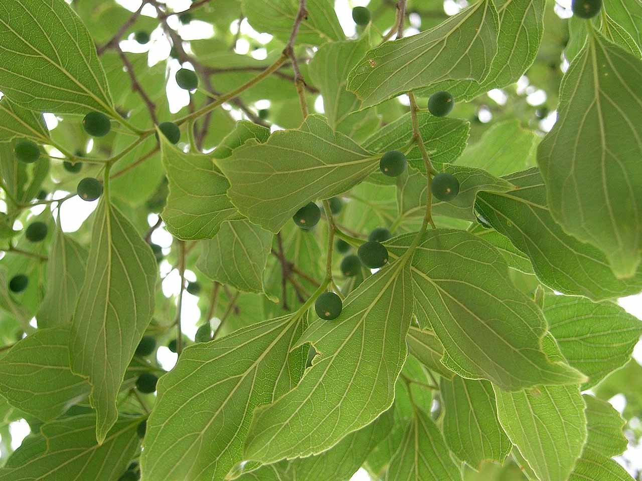 hackberry