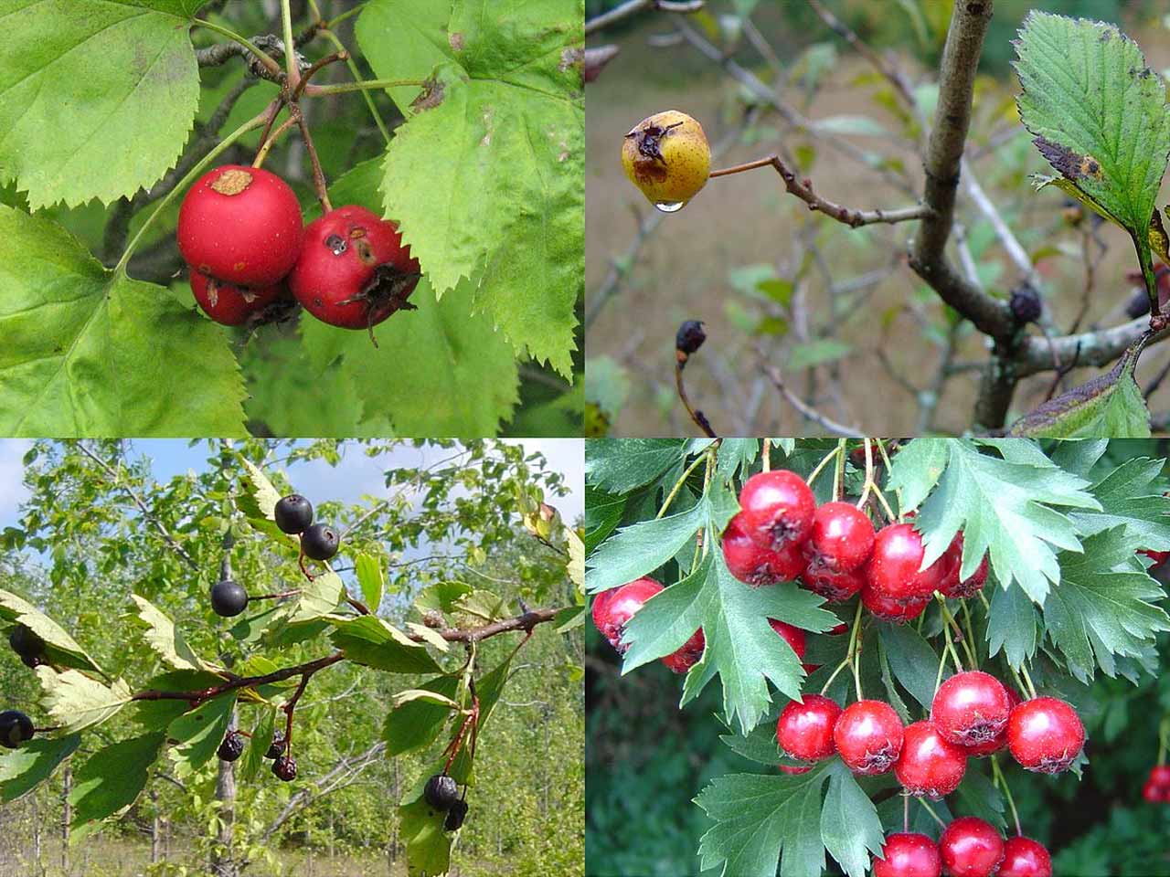 hawthorn hawthorn