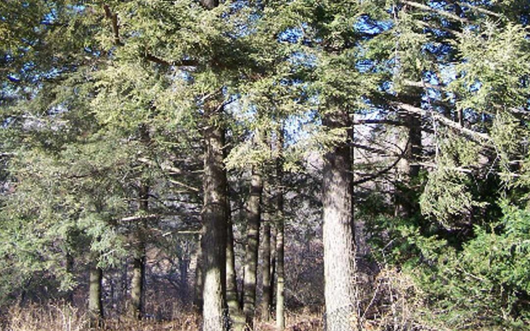 Hemlock