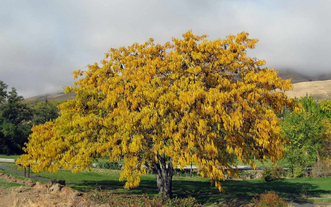 Honey Locust