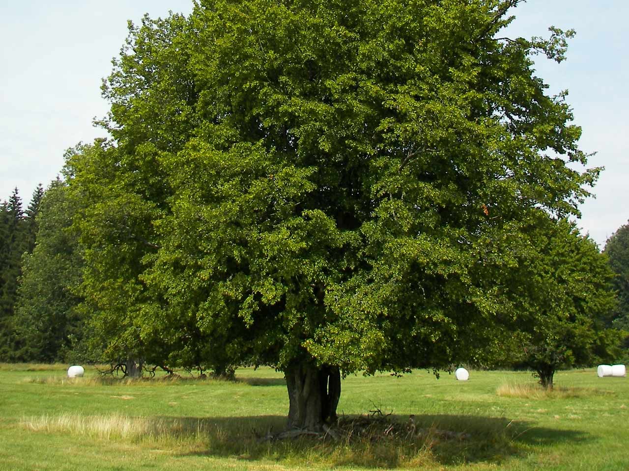 hornbeam