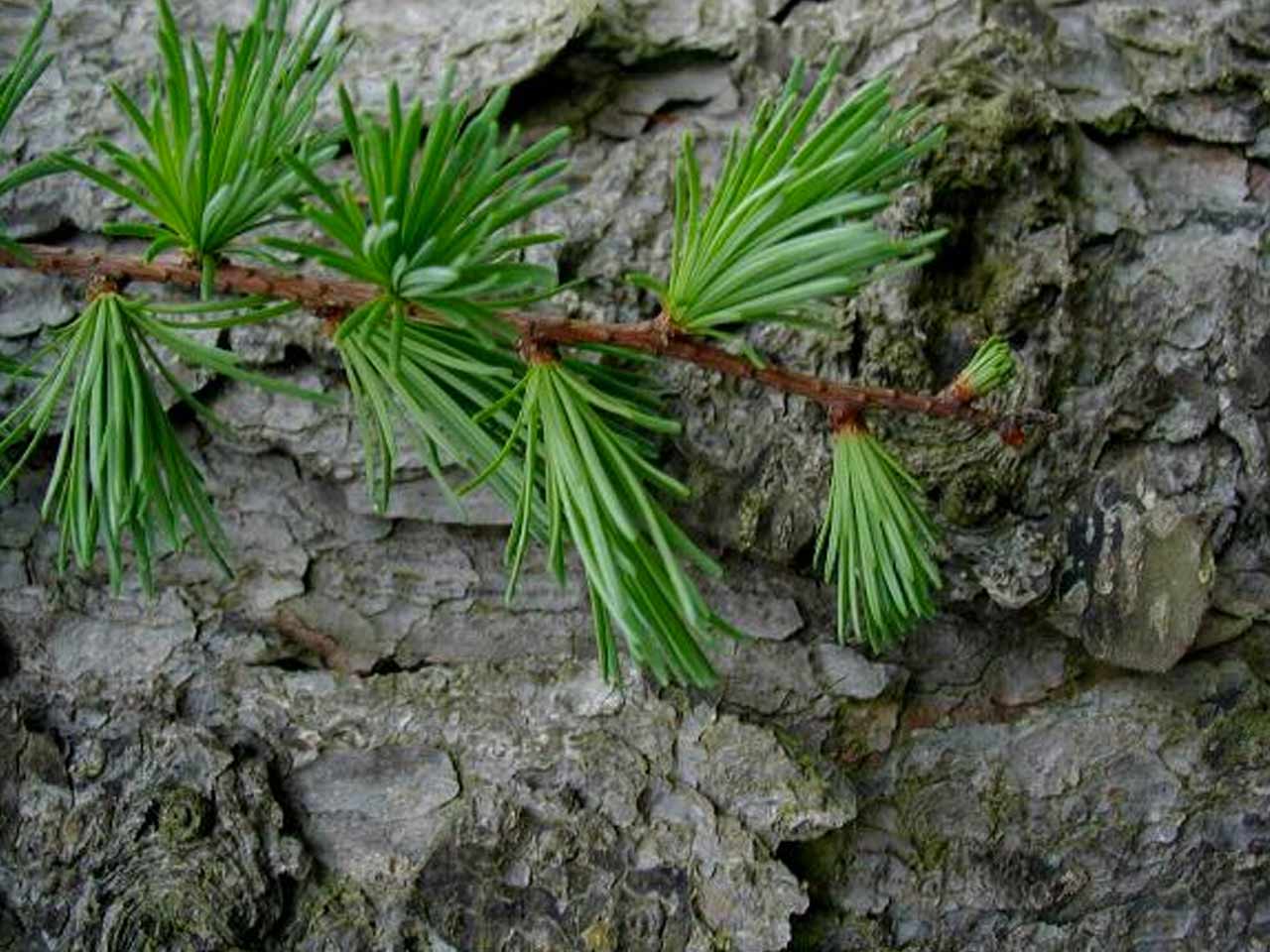 larch larch