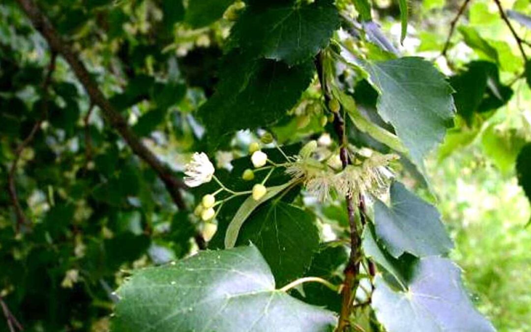 Linden