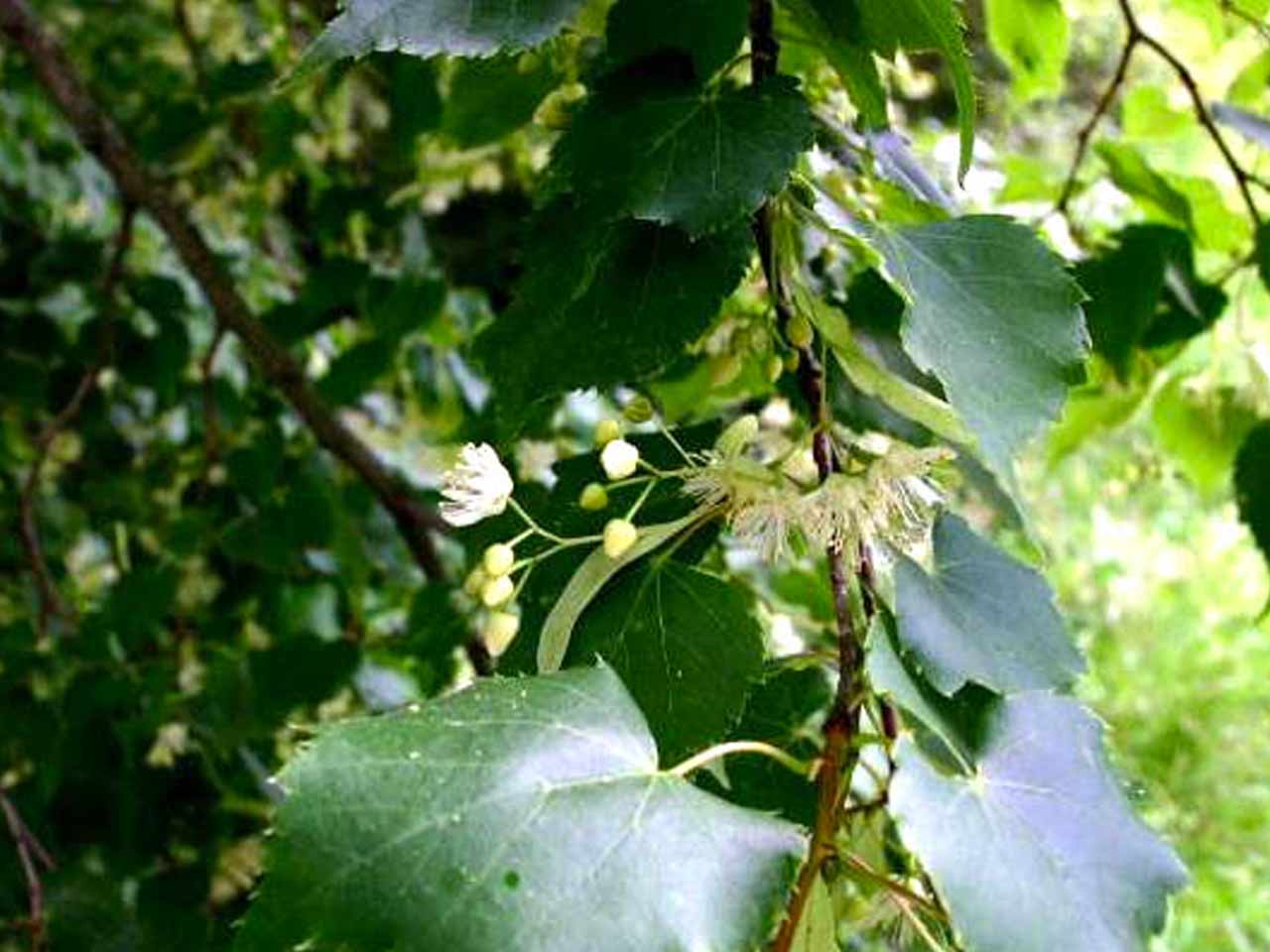 linden linden