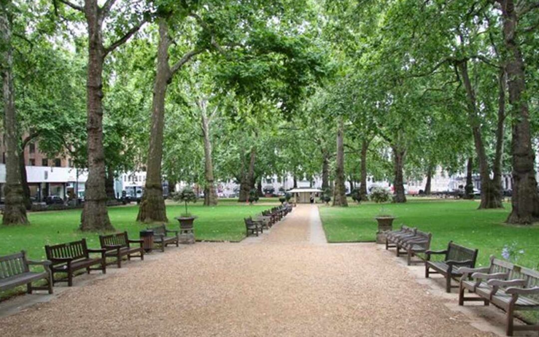 London Plane