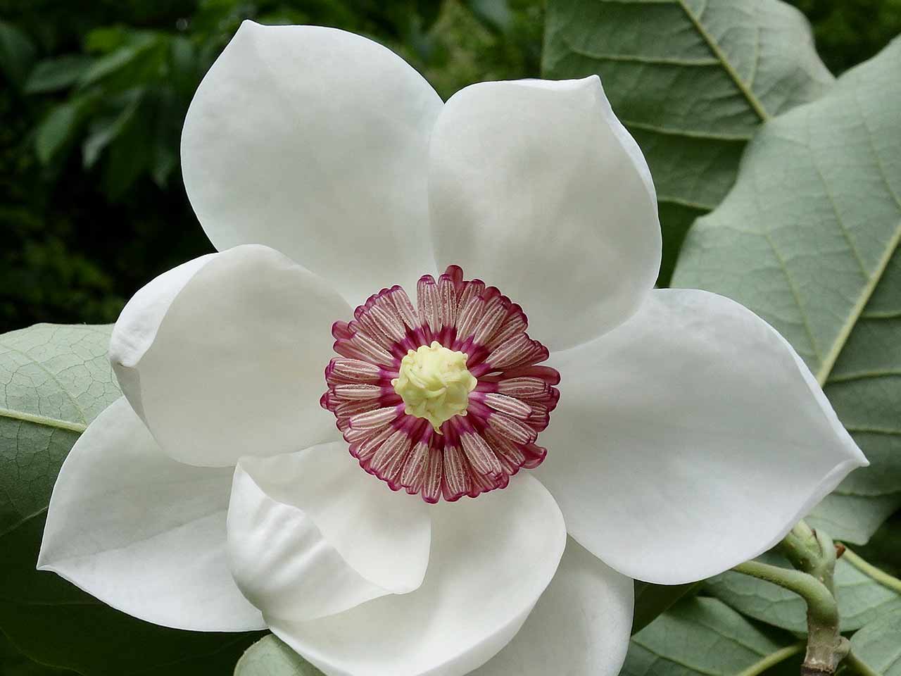 magnolia magnolia