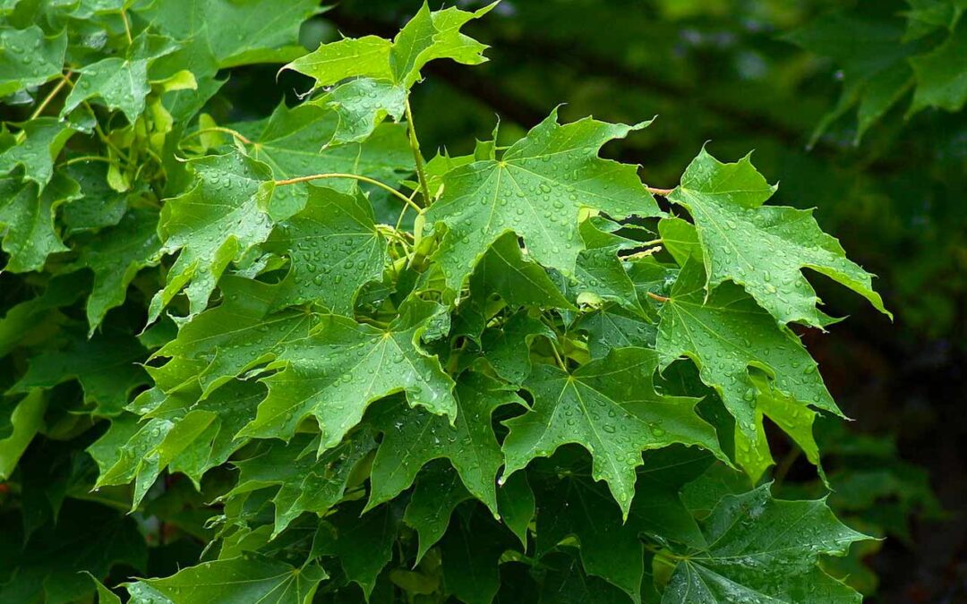 Norway Maple