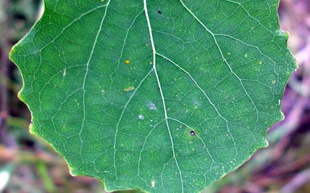 Poplar