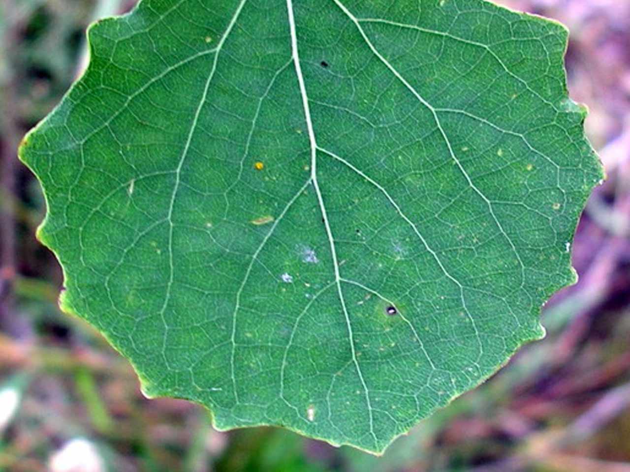 poplar