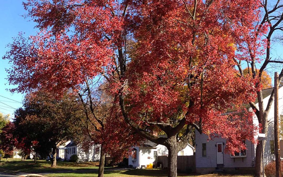 Red Maple