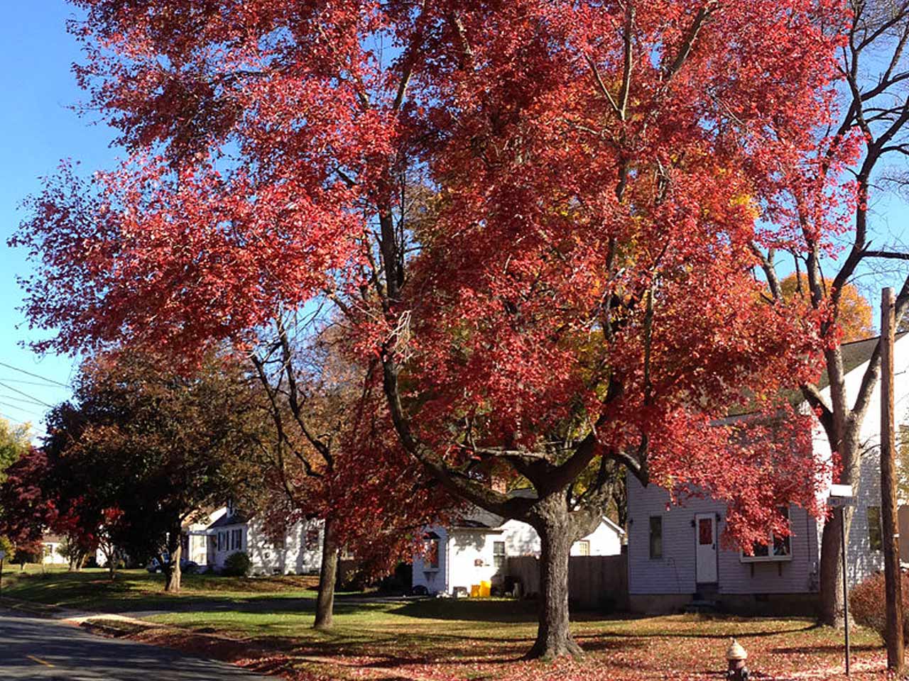 red-maple