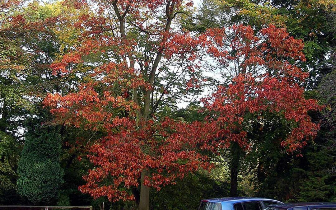 Red Oak