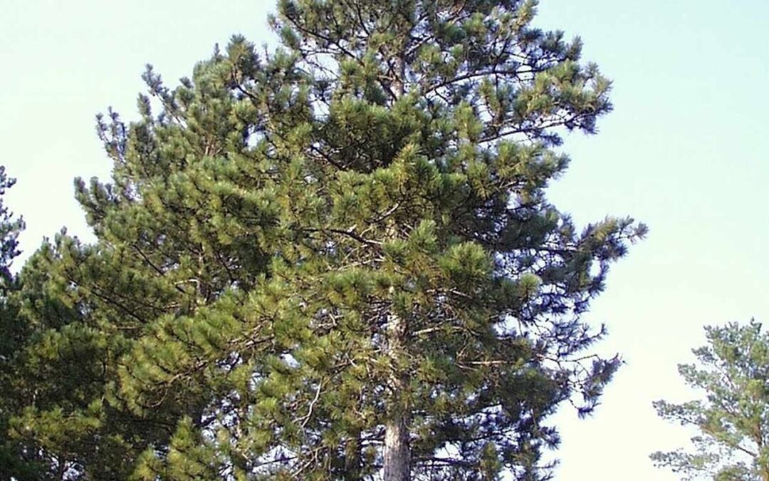 Red Pine