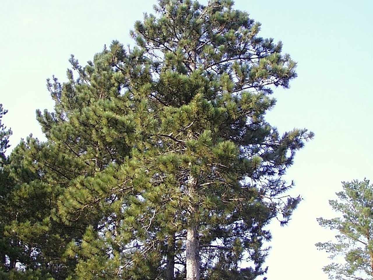 red-pine red-pine