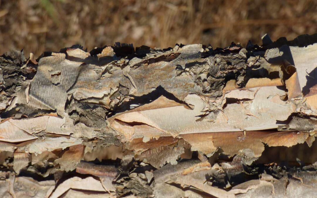 River Birch