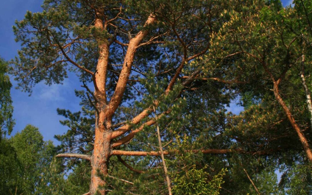 Scots Pine