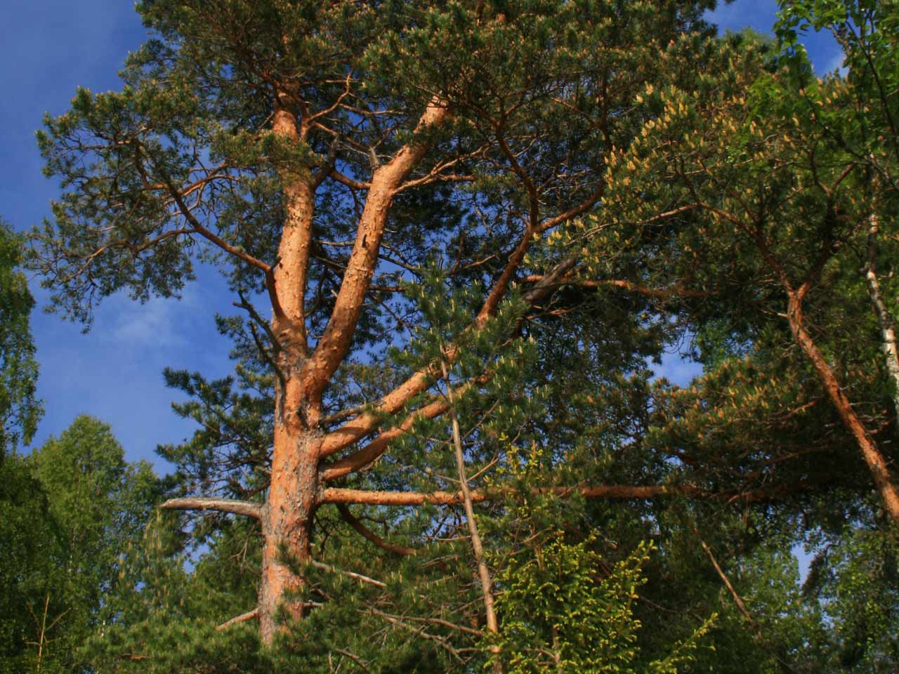 scots-pine scots-pine