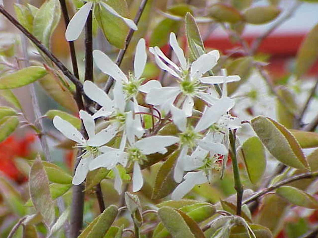 serviceberry