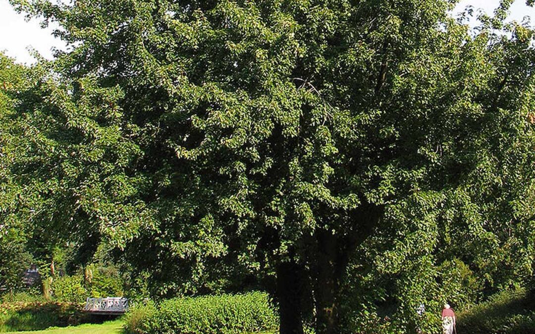 Silver Maple