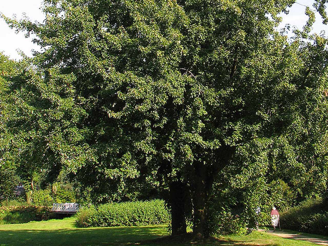 silver-maple silver-maple