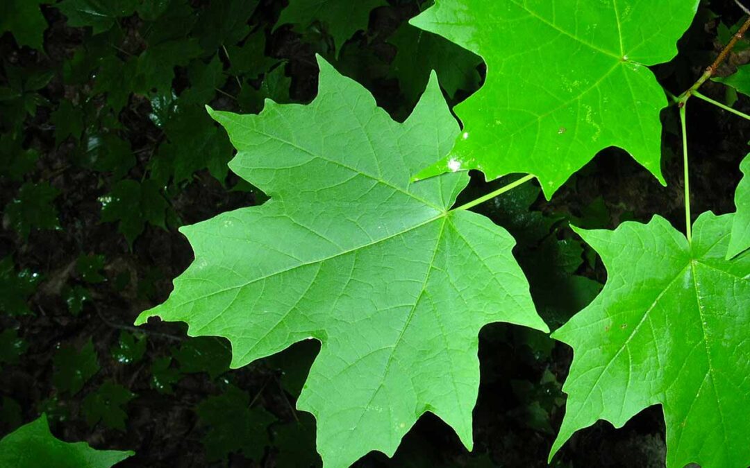 Sugar Maple