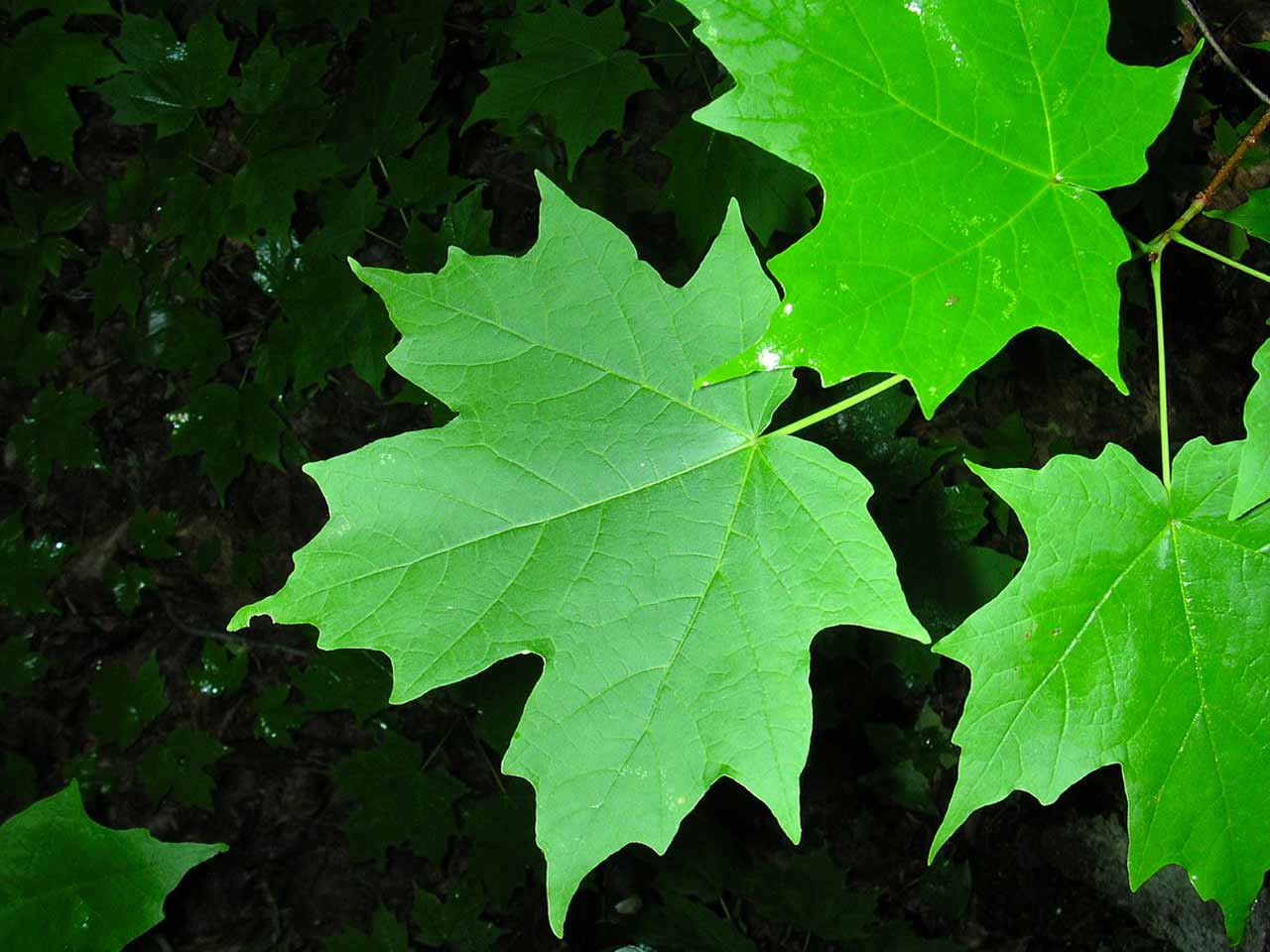 sugar-maple